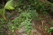 <strong>Pisonia aculeata - Ramon, Laurence - 168</strong><br />© Ramon, Laurence
